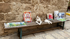 Einstein the cat welcome visitors