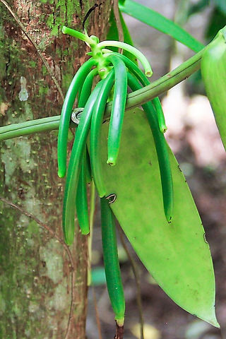 Vanilla Beans
