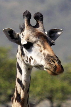 Giraffe in Tanzania