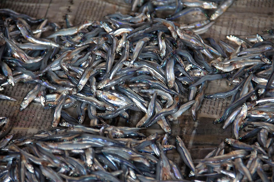 Anchovies at the market.