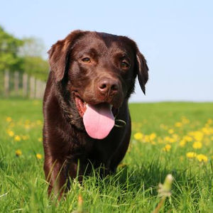 Chocolate labrador