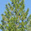 Miniatura: Western Red Cedar tree