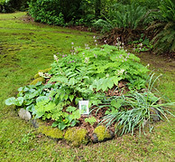 small native garden bed