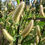 Thumbnail: Hooker willow mature catkins