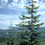 Thumbnail: Noble Fir tree
