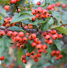 "Winter King" crabapples hanging from it's tree branch