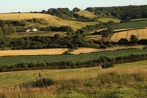 Rolling hills with a patchwork of crop fields, some golden and some green surrounded by hedgerows of trees and shrubs.
