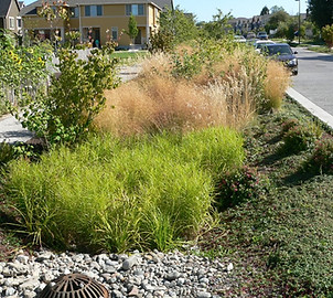Un jardín pluvial junto a la carretera que muestra una variedad de plantas y una rejilla de desagüe protegida por rocas.
