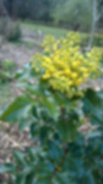 Oregon grape, tall (Mahonia aquifolium)