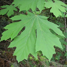 big Leaf Maple,.jpg