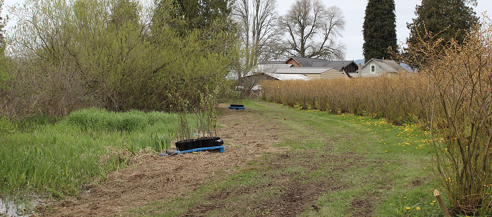 Rows of semi-dormant blueberry bushes bordering a very wet marshy area divided by a swath of mown grass with muddy patches. Pallets of potted trees are spaced along the mown grass area in preparation to be planted.