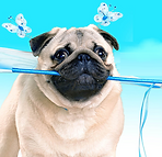 poop fairy pug_edited.png