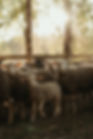 pexels-photo-4921204.jpeg