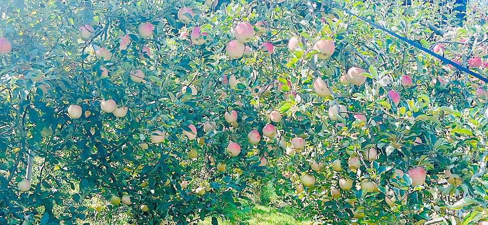 りんご狩り🍎