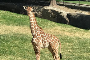 Conoce las pequeñas jirafas del Zoológico Guadalajara