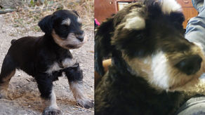 Crónica para celebrar la vida de una mascota