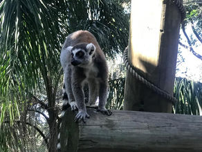 Disfruta Semana Santa y Pascua en el Zoológico Guadalajara