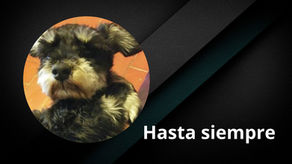 Hasta siempre