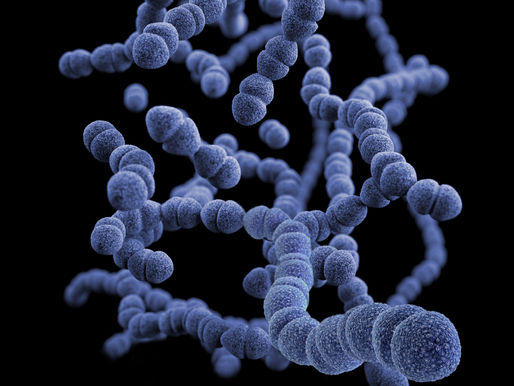 Teadlased avastasid bakteri, kes suudab sulatada vaske