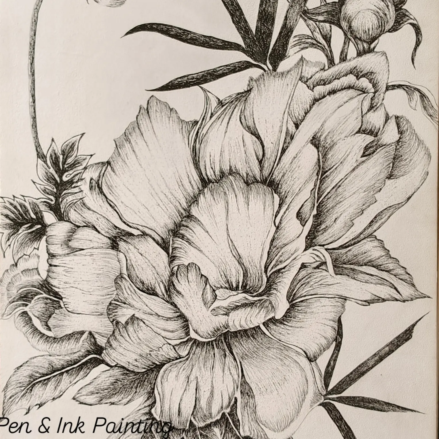 Elegant Peony