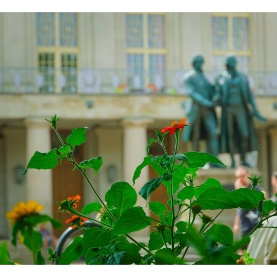 A beautiful flower on the streets of Weimar. Wait, who's that in the background? Could that really be Goethe and Schiller?!
