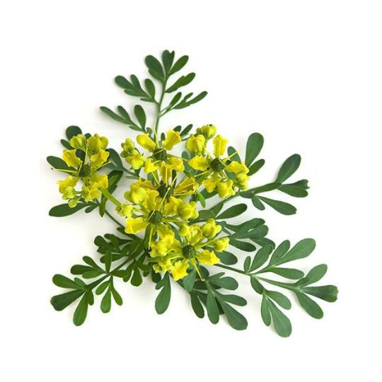 Рута душистая
