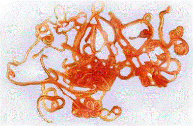 Spirocerca image.GIF