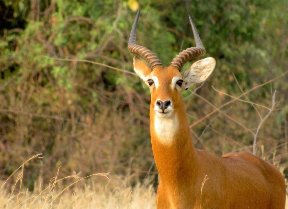 Ugandan Kob on a Classic Queen Elizabeth safari tour.