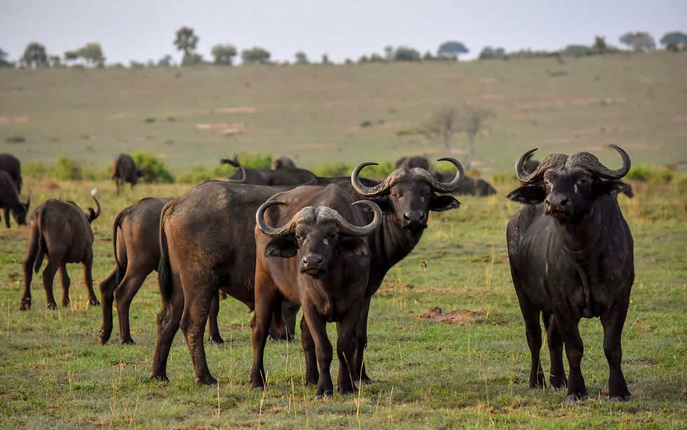 Cape buffalo herd grazing on a safari landscape.