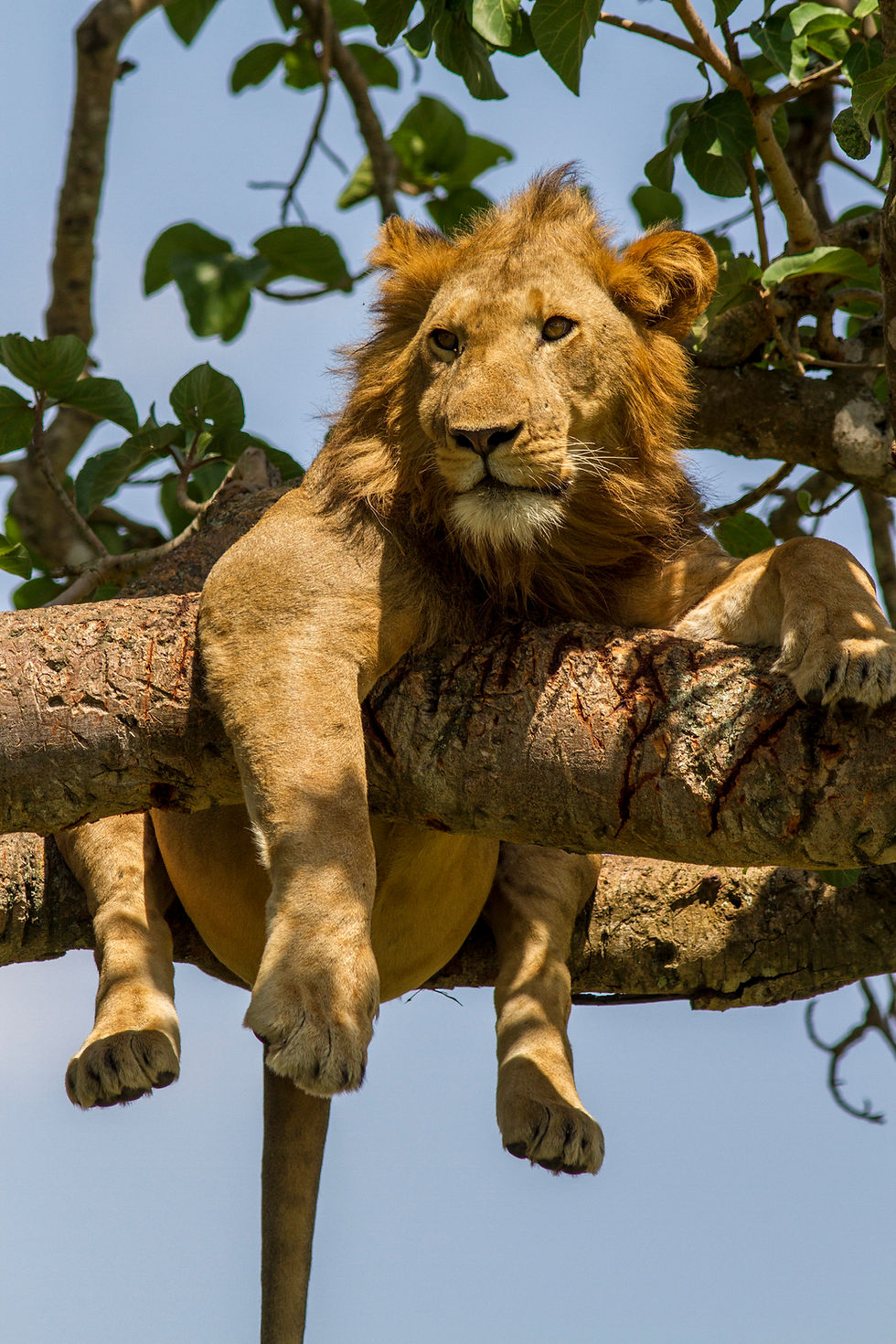 Tree-climbing lion on a safari