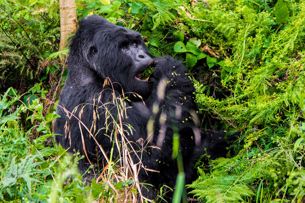 Mountain gorilla eating in lush jungle vegetation on safari