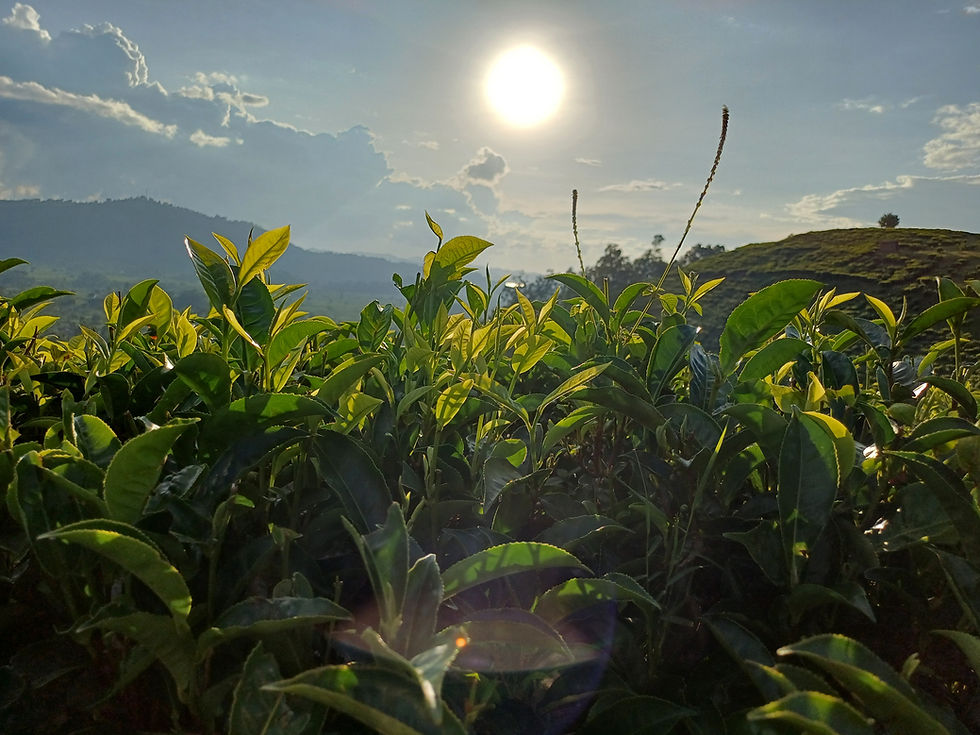 Sun shines over lush green tea plants at a destination.