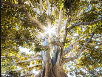 I Want to Be a Fig Tree