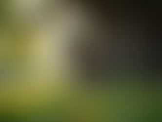 How Regular Tree Maintenance Can Improve Your Yard's Health