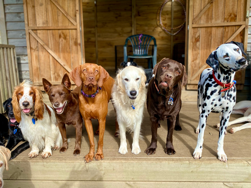 Autumn at Dogs Galore