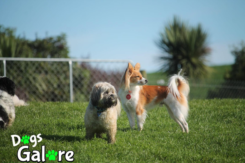 Making Sense of Dog Daycare Services