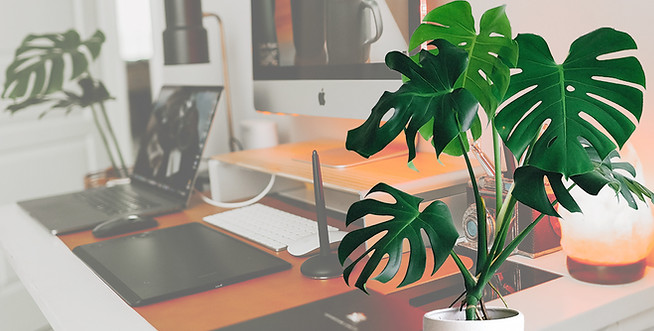Monstera auf Schreibtisch