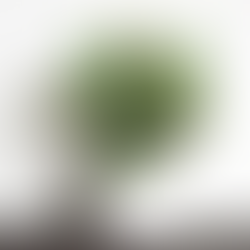 Eine prächtige Calathea-Pflanze mit großen, ovalen Blättern in einem schlichten, weißen Keramiktopf. Die Blätter weisen ein kunstvolles Muster aus verschiedenen Grüntönen und feinen, hellen Linien auf, die typisch für die Gebetspflanze sind. Das Arrangement steht auf einer dunklen Oberfläche vor einem neutralen, hellen Hintergrund.