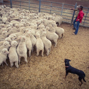 RJ Livestock Services