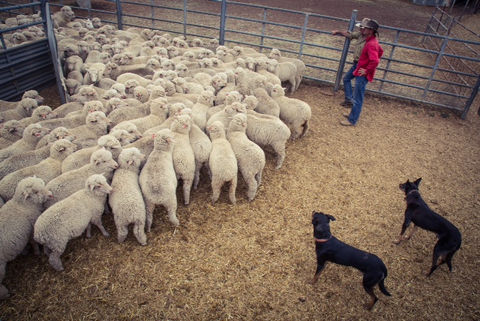 RJ Livestock Services