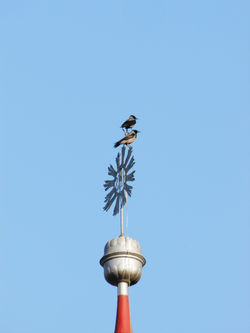 akrobata_(Stara_cerkev_v_Šiški)