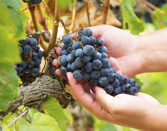 Underrated Wine You Should Look For! (Part Two)