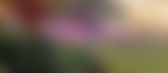 Hawaiian Laua Honeymoon Reviw