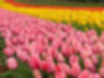 17 Sept 2025 - Tulip Time Flower Festival