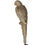 Thumbnail: Golden Parrot On Perch