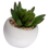 Thumbnail: Miniature Little Jewel Succulent In Cement Pot