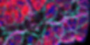 20250430_flt4-Citrine_flt1-tdTomato_anti-VASA_20x_whole testis_male1_image1_2025-05-07T10-