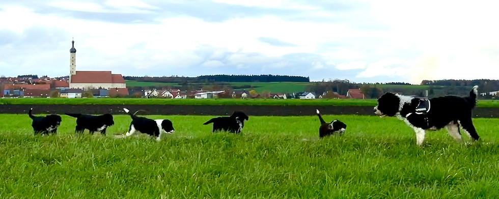Kuck mal meine erste Rasselbande