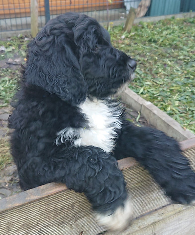 Aslan Ajax Welpe in München