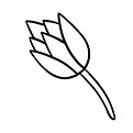 blume_edited_edited_edited.jpg